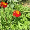 Tagetes – Bild 3