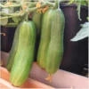 Topfgurke Antje – Bild 5
