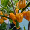 Habanero Golden