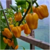 Habanero Golden – Bild 3