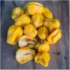 Habanero Golden – Bild 2