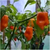 Habanero Orange
