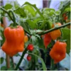 Habanero Orange – Bild 2