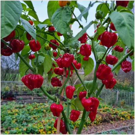 Habanero Tropical Red