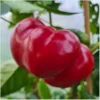 Liebesapfel – Bild 2