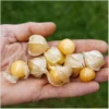 Physalis Dulceria