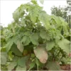 Physalis Dulceria – Bild 2