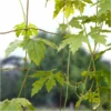 Ranknetz Jute – Bild 2