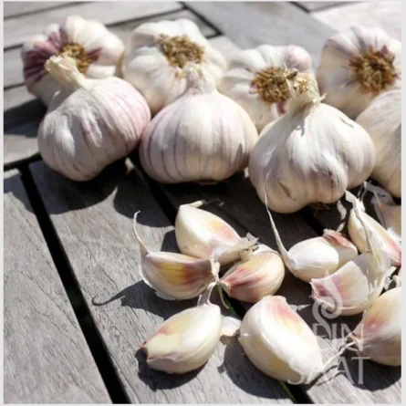 Steckknoblauch Sprint