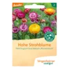 Hohe Strohblume