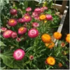 Hohe Strohblume