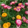 Hohe Strohblume – Bild 6