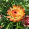 Hohe Strohblume – Bild 4