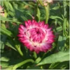Hohe Strohblume – Bild 2