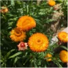 Hohe Strohblume – Bild 5