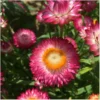 Hohe Strohblume – Bild 3