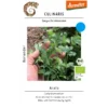 Koriander Arata – Bild 3