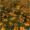 Tagetes Kolibri