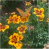 Tagetes Kolibri – Bild 2