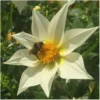 Dahlie Mignon – Bild 2